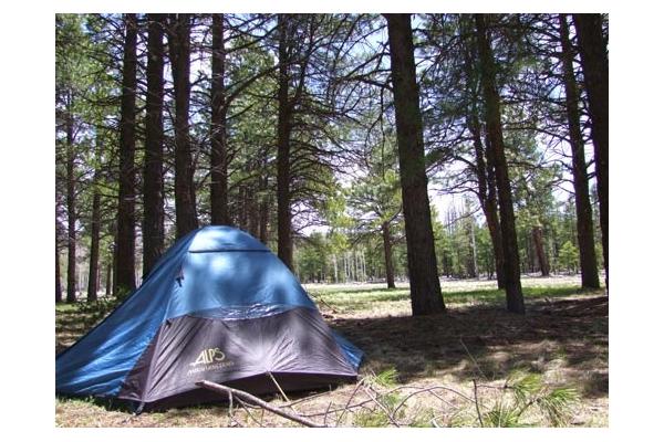 Tent sites in the cool pines of the Flagstaff Nordic Center