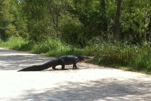 Why did the alligator cross the road?
