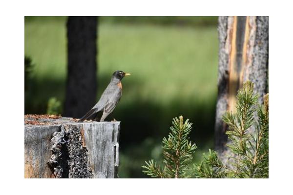 Big Sandy Lodge, LLC