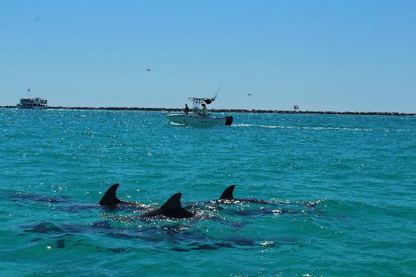Up closse dolphin encounters