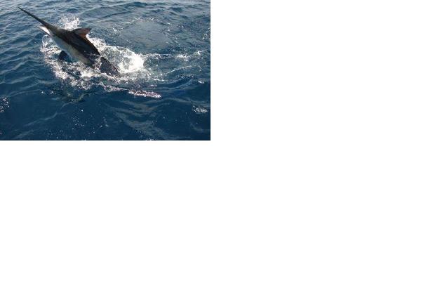 Deep Water Charter