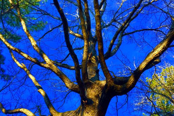 Old oak trees are found throughout the camground