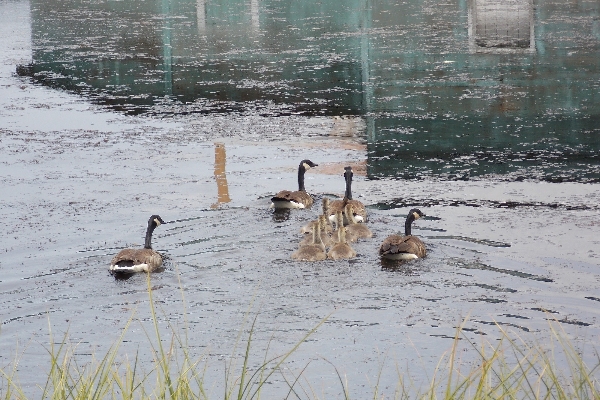 Ducks in the log pond