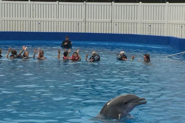 Swim w/dolphin Encounter
