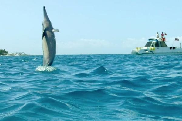 Swim with Hawaii Spinner Dolphin