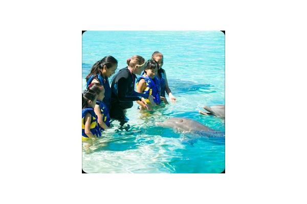 Dolphin Encounter/ Adventure
