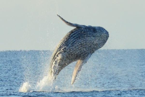Whale Breach - Liquid Hawaii