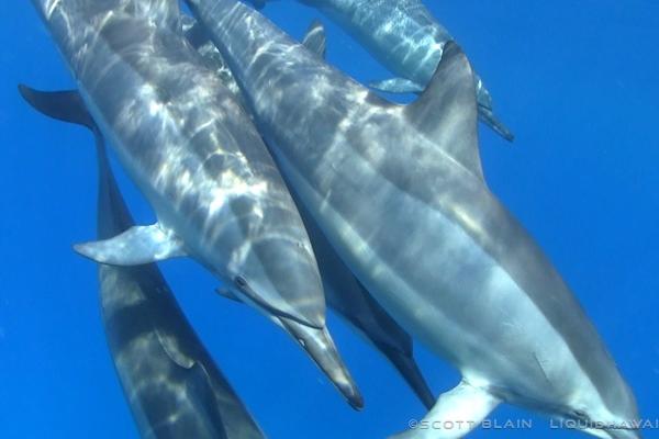 Dolphin Snorkel Adventure Tour - Liquid Hawaii
