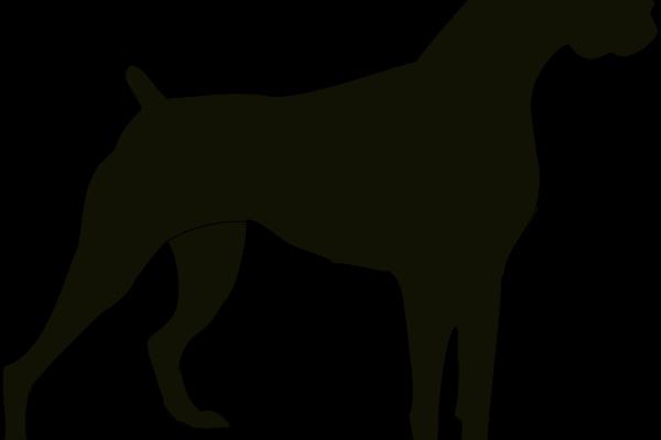 RD Dog Walking Service