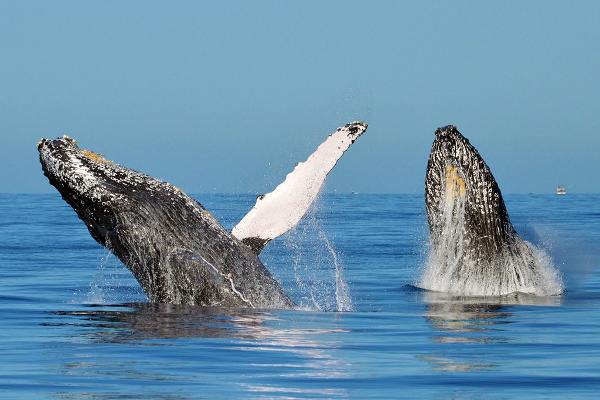 Cabo San Lucas Whale Watching Tour