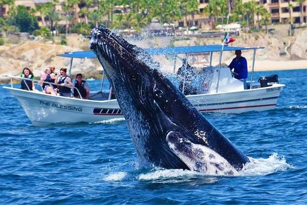 Cabo Private Tour