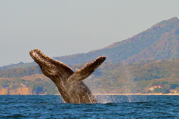 Humpback Whale Puerto Vallarta Tours